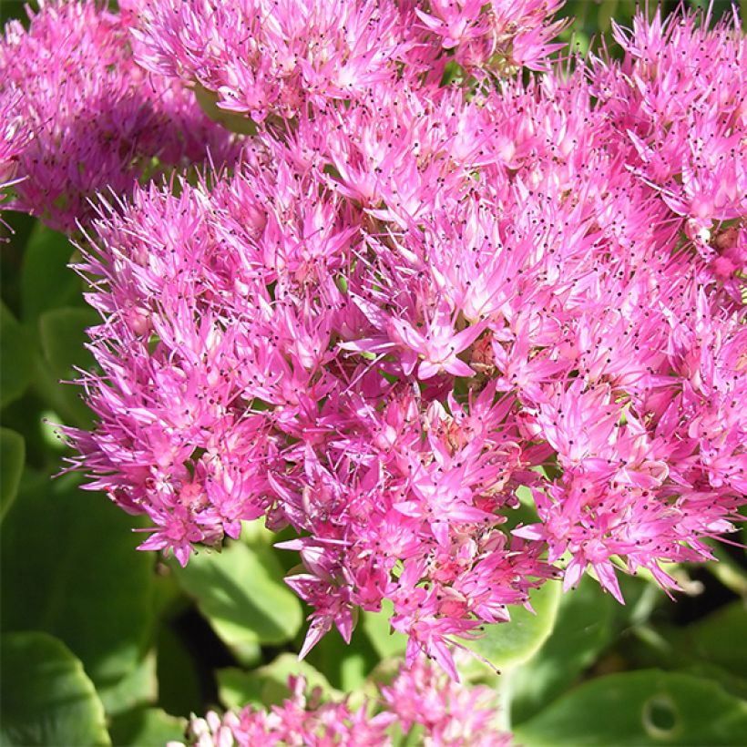 Sedum spectabile Carmen - Telefío (Floración)