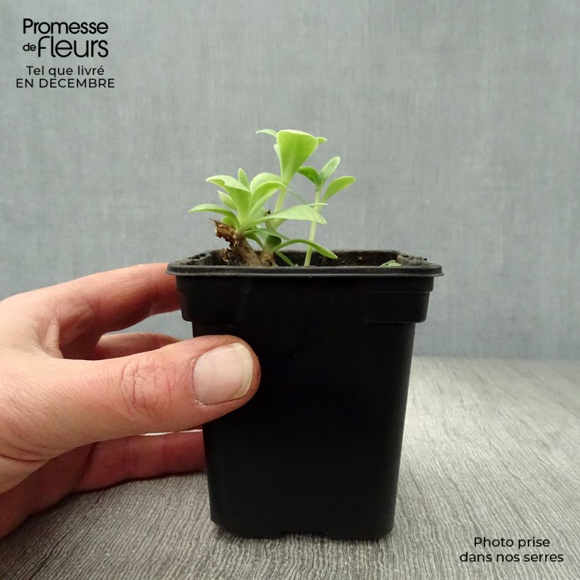 Sedum spectabile Carmen - Telefío Maceta de 7/8 cm Ejemplar entregado en invierno