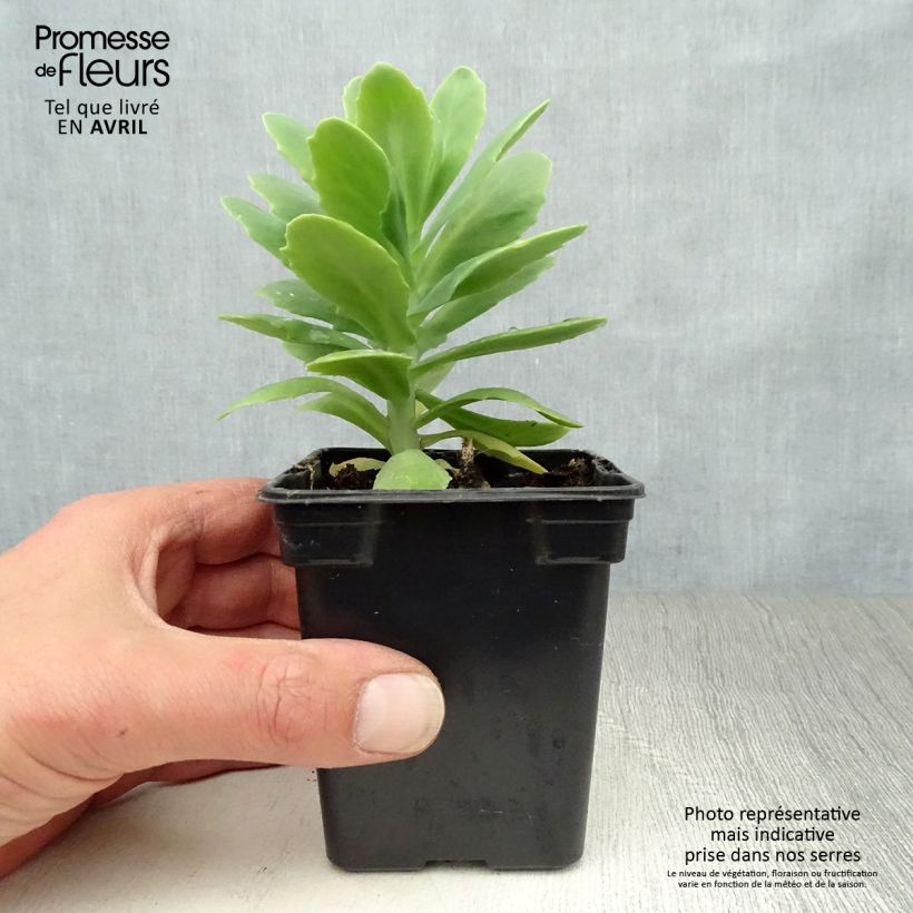 Sedum spectabile Carmen - Telefío Maceta de 7/8 cm Ejemplar entregado en la primavera