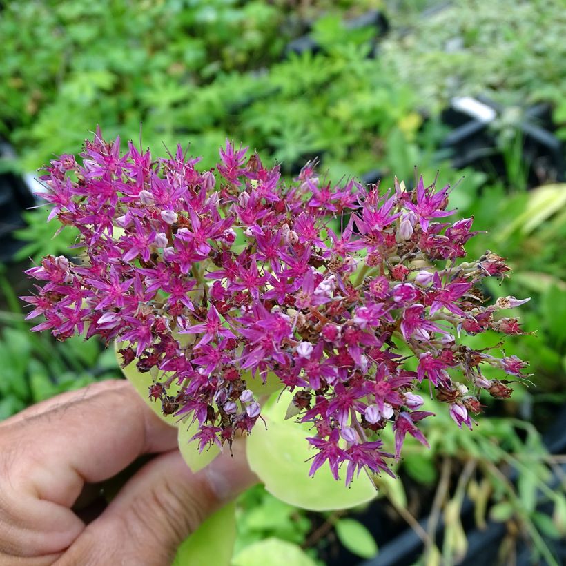 Sedum spectabile Meteor - Telefío (Floración)