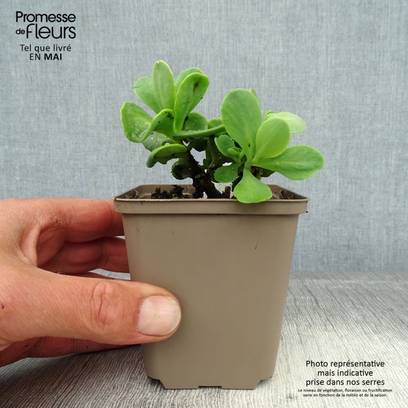 Sedum spectabile Meteor - Telefío Maceta de 8/9 cm Ejemplar entregado en la primavera