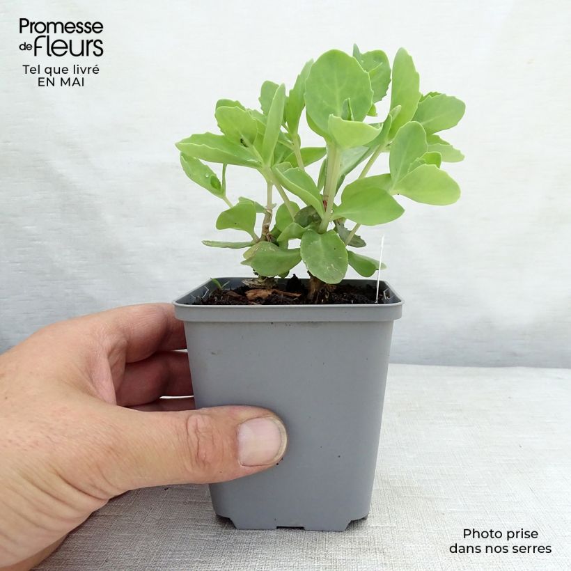 Sedum spectabile Septemberglut - Telefío Maceta de 8/9 cm Ejemplar entregado en la primavera