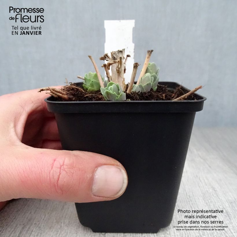 Sedum spectabile Septemberglut - Telefío Maceta de 8/9 cm Ejemplar entregado en invierno