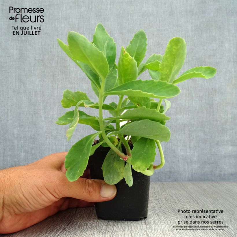Ejemplar de Sedum spectabile Septemberglut - Telefío Maceta de 8/9 cm entregado en verano