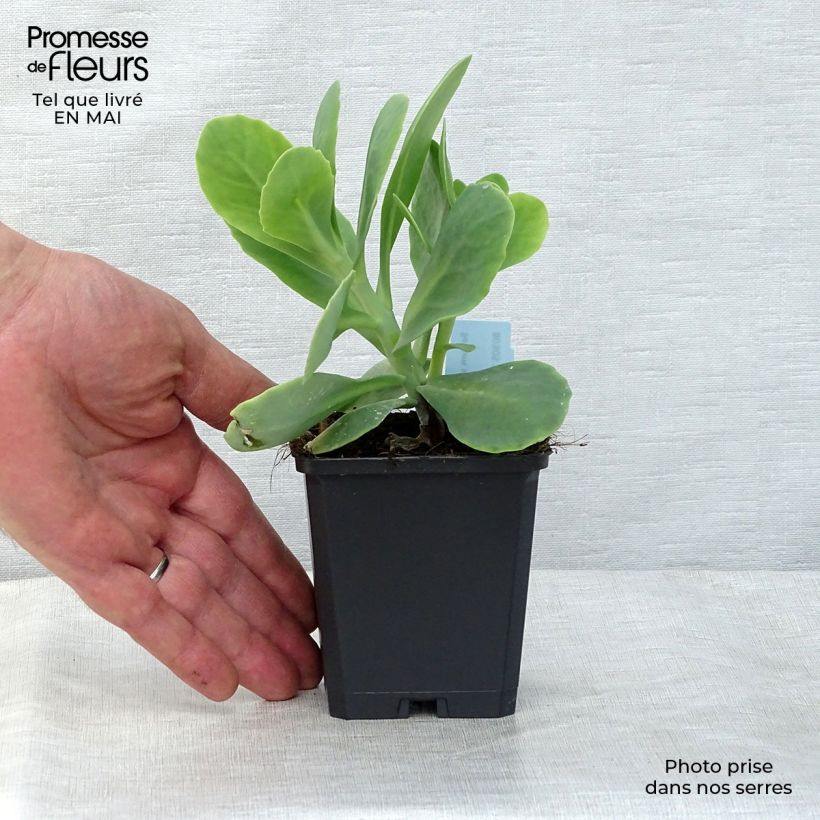 Sedum spectabile Stardust - Telefío Maceta de 8/9 cm Ejemplar entregado en la primavera