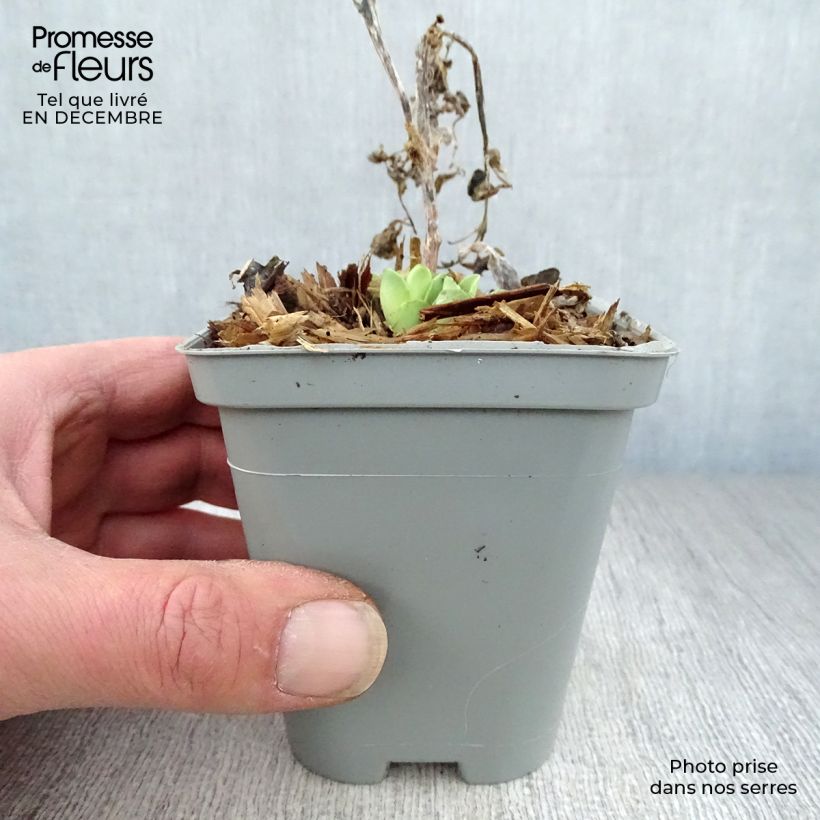 Sedum spectabile Stardust - Telefío Maceta de 8/9 cm Ejemplar entregado en invierno