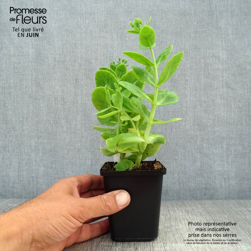 Ejemplar de Sedum spectabile Stardust - Telefío Maceta de 8/9 cm entregado en verano