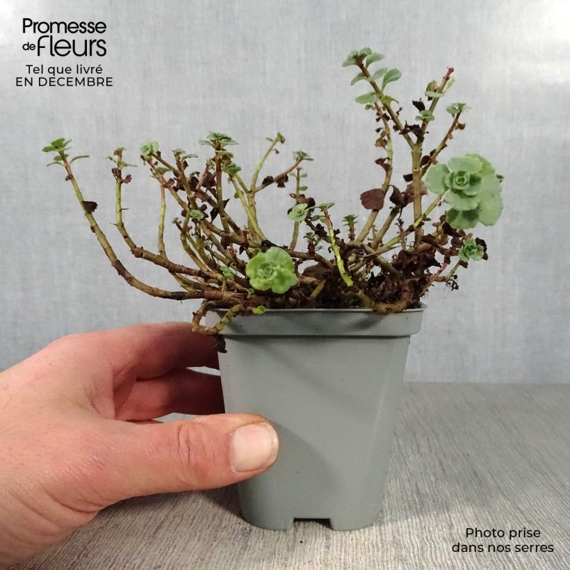 Sedum spurium Album Superbum - Sedo bastardo Maceta de 8/9 cm Ejemplar entregado en invierno