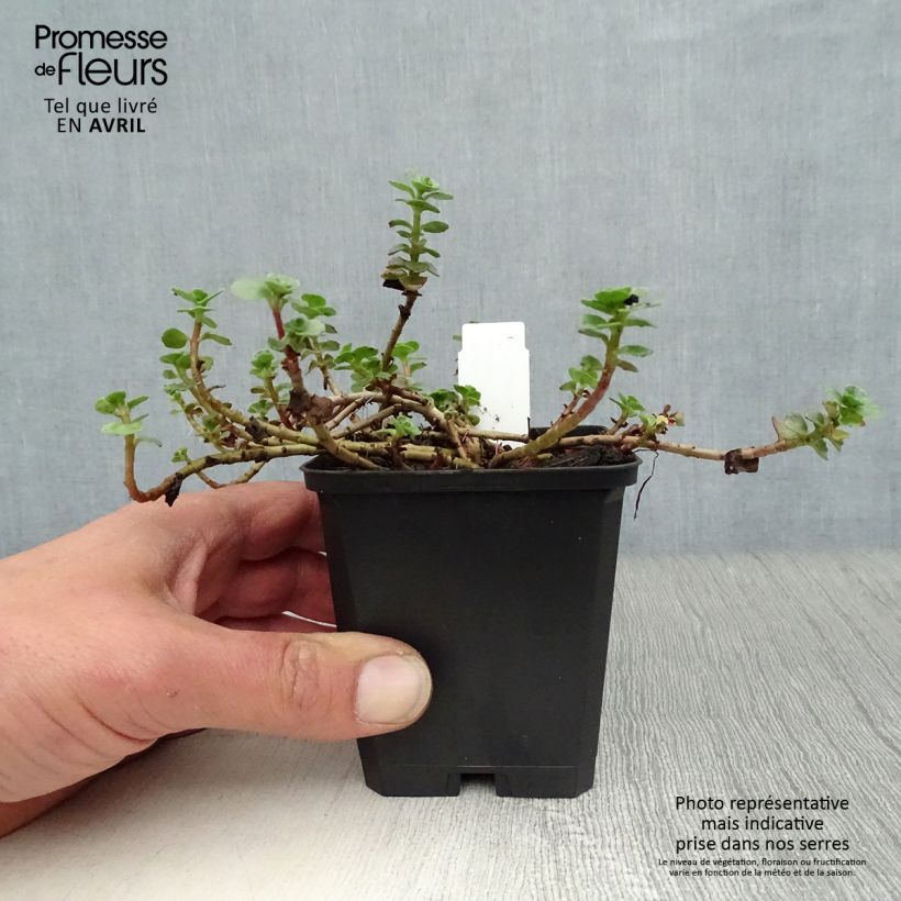 Sedum spurium Album Superbum - Sedo bastardo Maceta de 8/9 cm Ejemplar entregado en la primavera