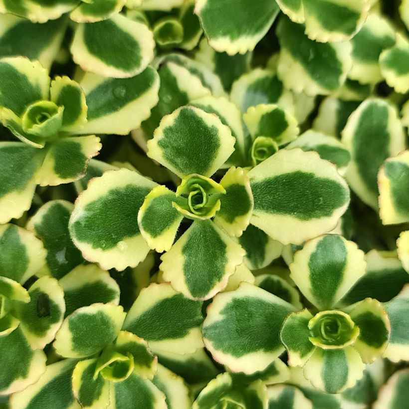 Sedum spurium Little Gecko - Sedo bastardo (Follaje)