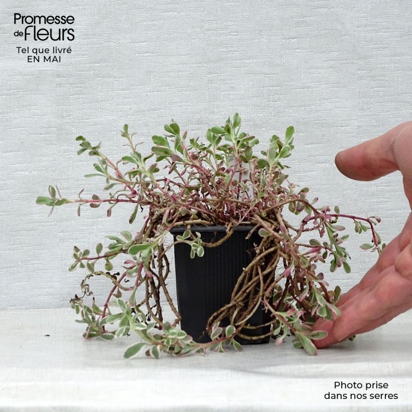 Sedum spurium Variegatum - Sedo bastardo Maceta de 8/9 cm Ejemplar entregado en la primavera