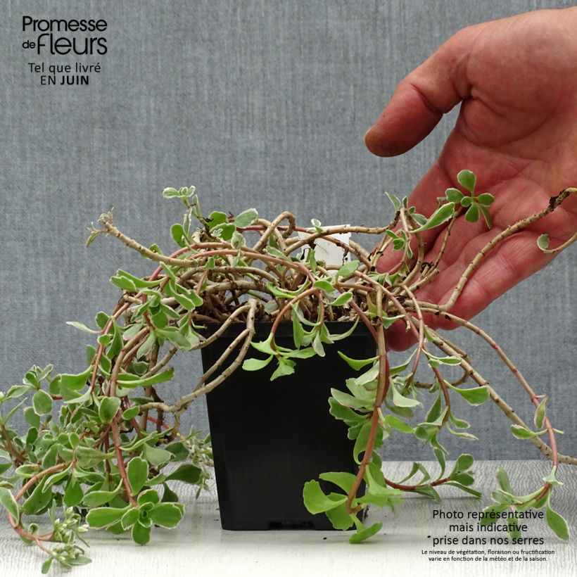 Ejemplar de Sedum spurium Variegatum - Sedo bastardo Maceta de 8/9 cm entregado en verano
