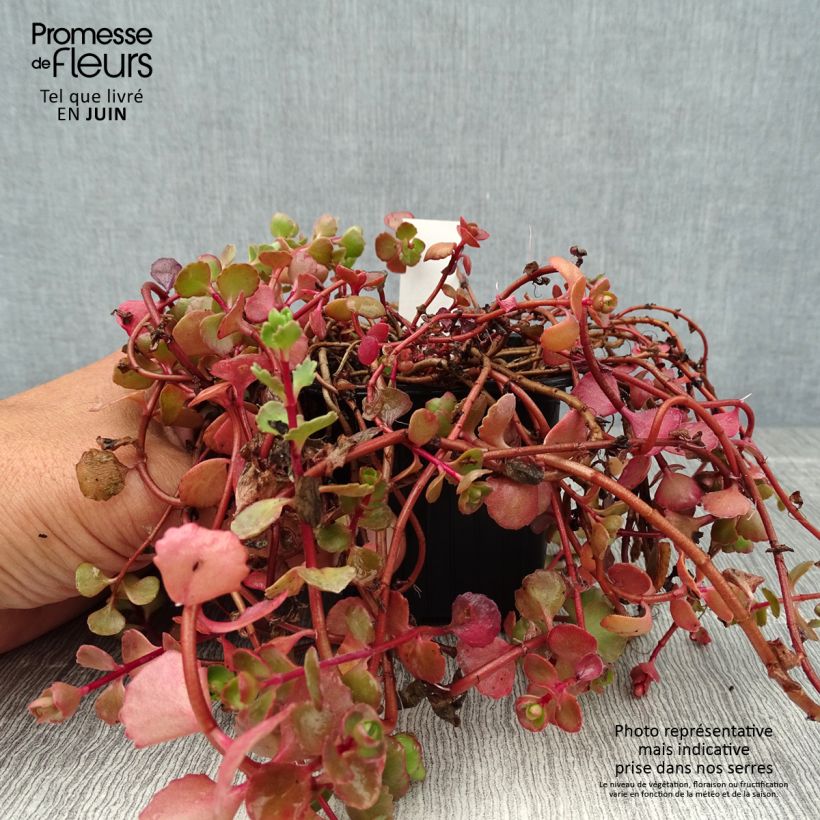 Ejemplar de Sedum spurium Woodoo - Sedo bastardo Maceta de 8/9 cm entregado en verano