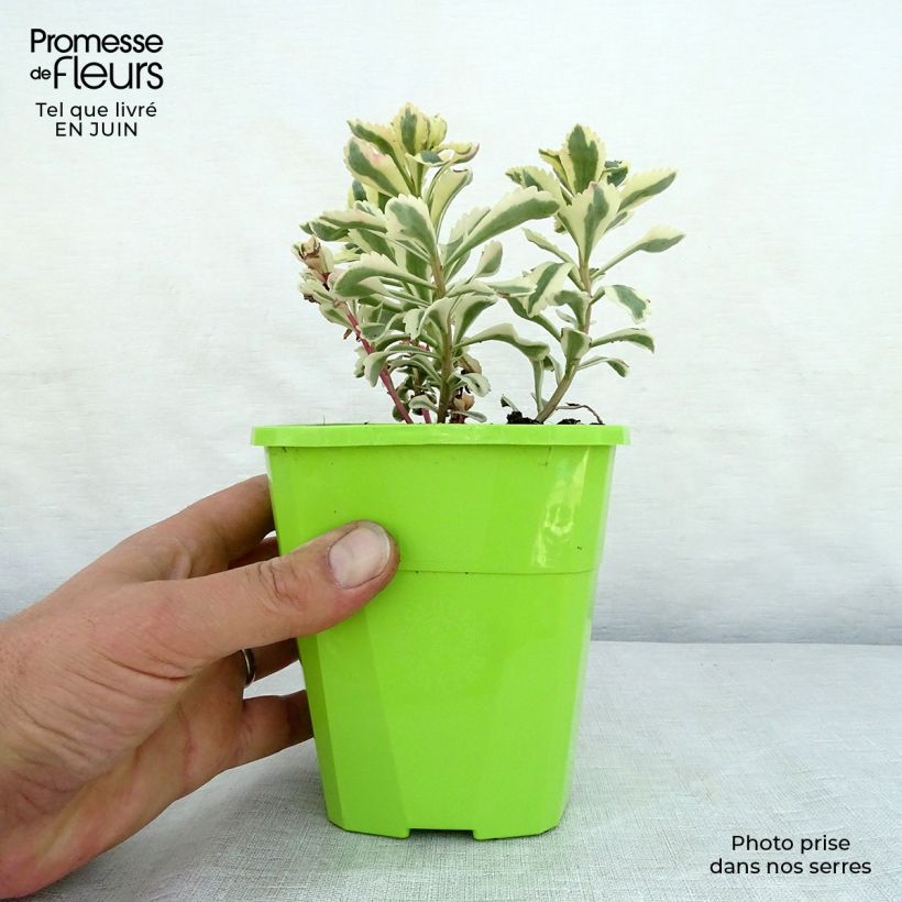 Ejemplar de Sedum takesimense Atlantis Maceta 1,5L/2L entregado en verano