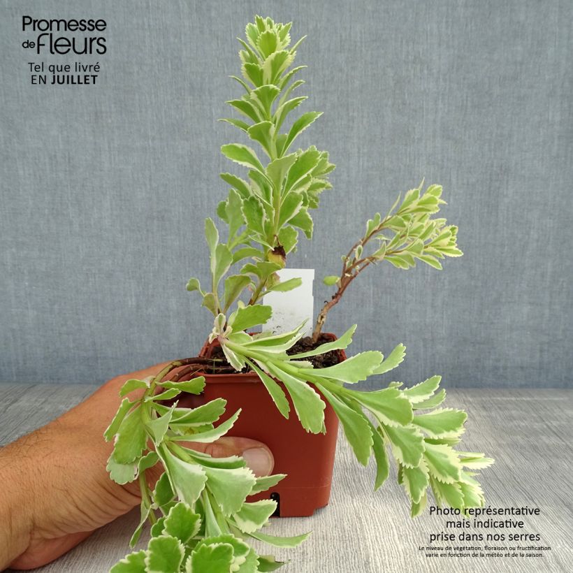 Ejemplar de Sedum takesimense Atlantis Maceta de 8/9 cm entregado en verano