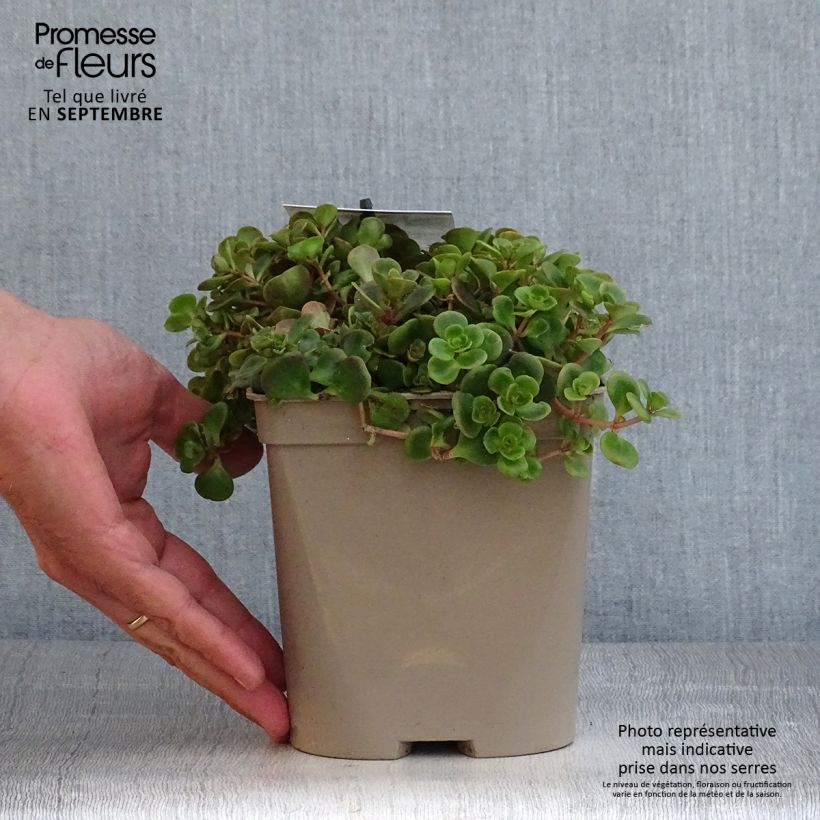 Ejemplar de Sedum tetractinum Coral Reef Maceta 2L/3L entregado en otoño