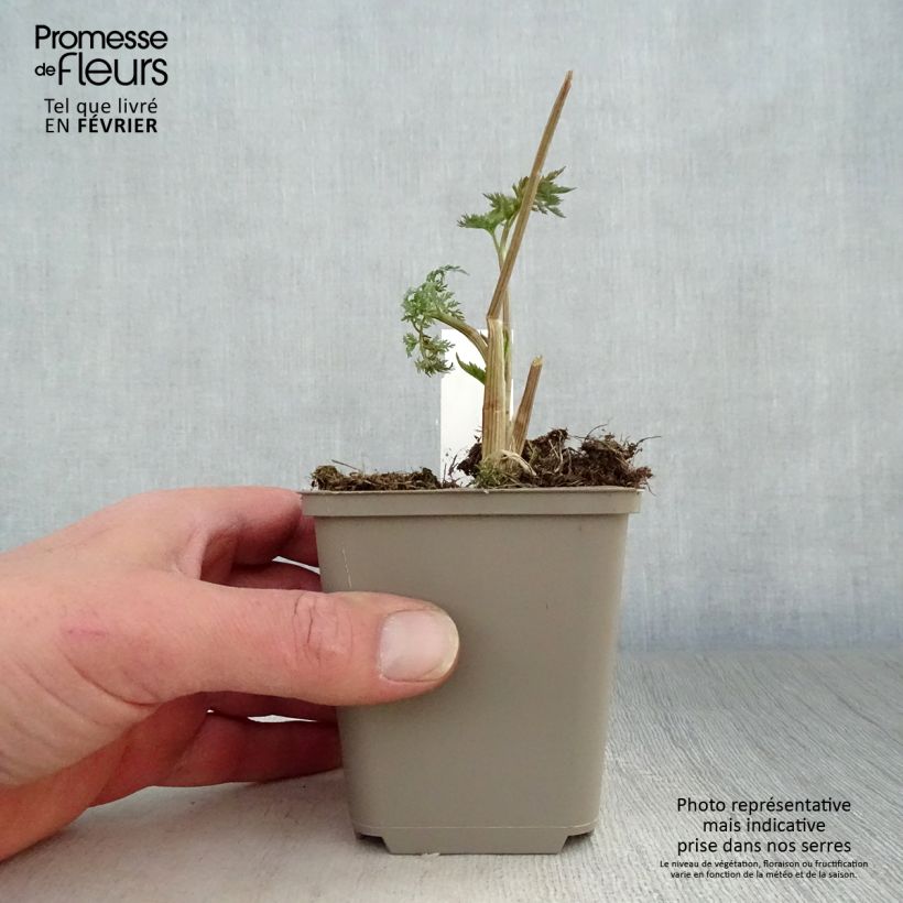 Selinum wallichianum Maceta de 8/9 cm Ejemplar entregado en invierno