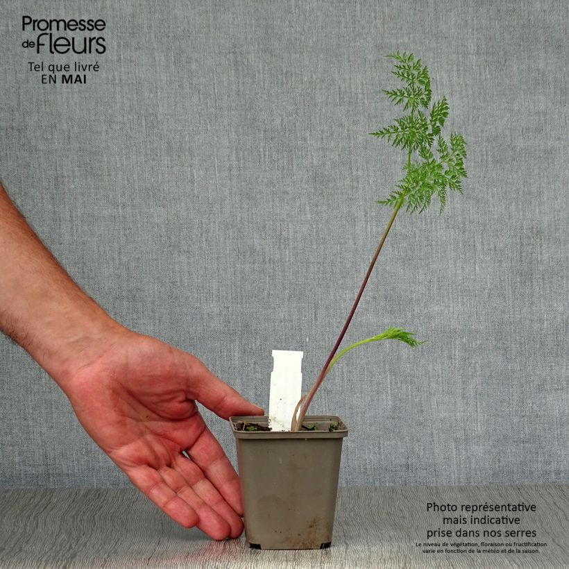 Selinum wallichianum Maceta de 8/9 cm Ejemplar entregado en la primavera