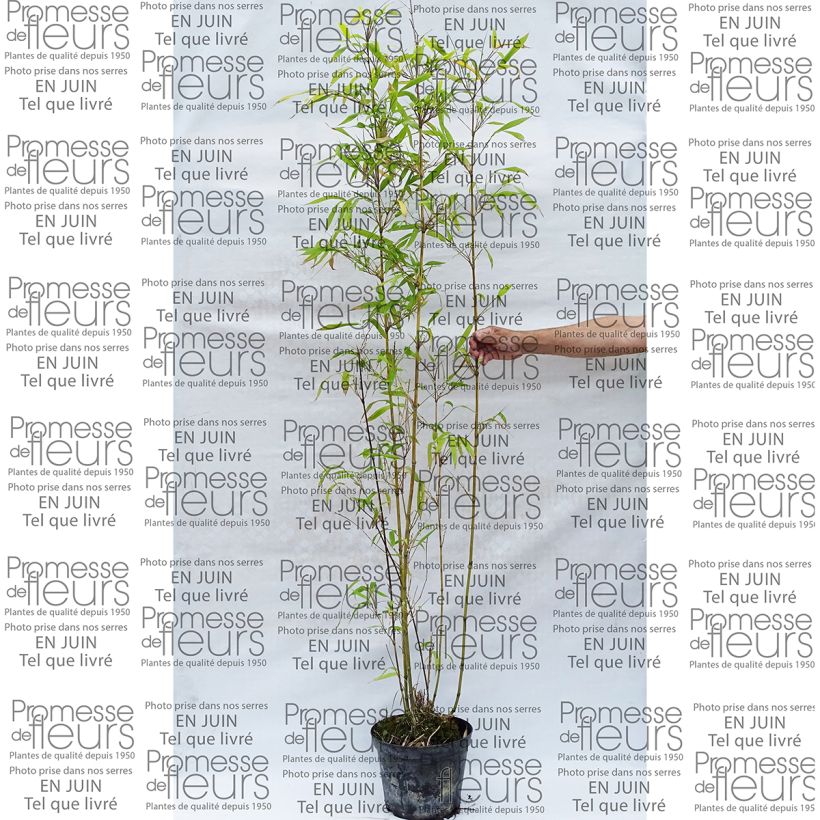 Ejemplo de ejemplar de Semiarundinaria fastuosa - Bambú Maceta 7,5L/10L tal y como se entrega