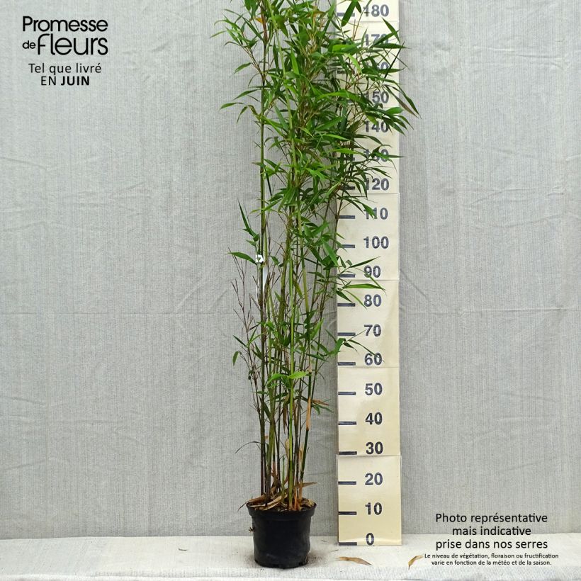 Ejemplar de Semiarundinaria fastuosa Viridis - Bambú Maceta 4L/5L entregado en verano