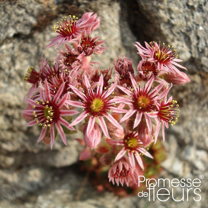Sempervivum Gemengd (Floración)
