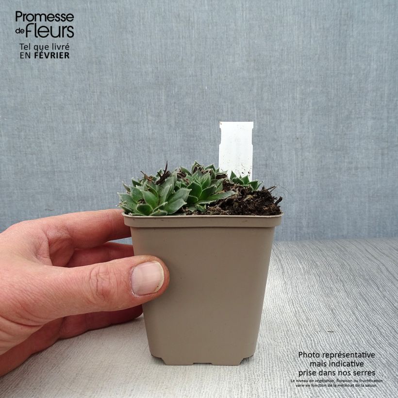 Sempervivum Alpha Maceta de 8/9 cm Ejemplar entregado en invierno