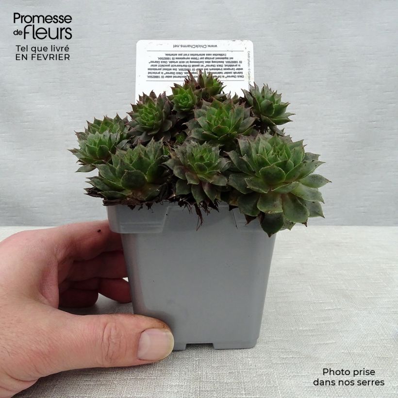 Sempervivum Chick Charms Berry Blues Maceta de 10 cm/11 cm Ejemplar entregado en invierno
