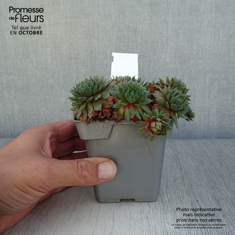 Ejemplar de Sempervivum Chick Charms Bing Cherry Maceta de 10 cm/11 cm entregado en otoño