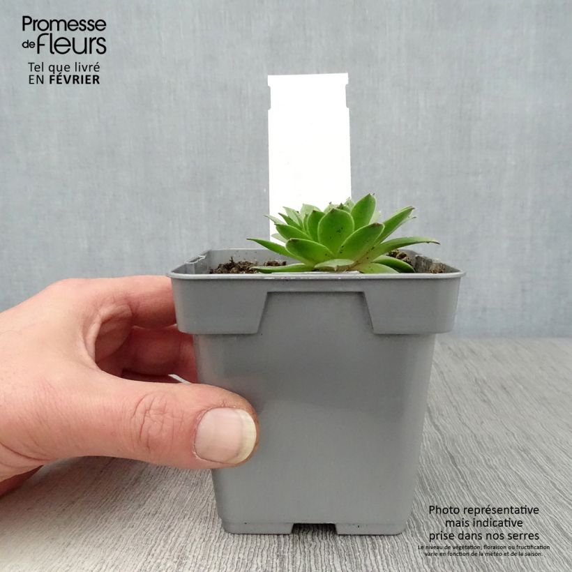 Sempervivum Chick Charms Cherry Berry Maceta de 10 cm/11 cm Ejemplar entregado en invierno