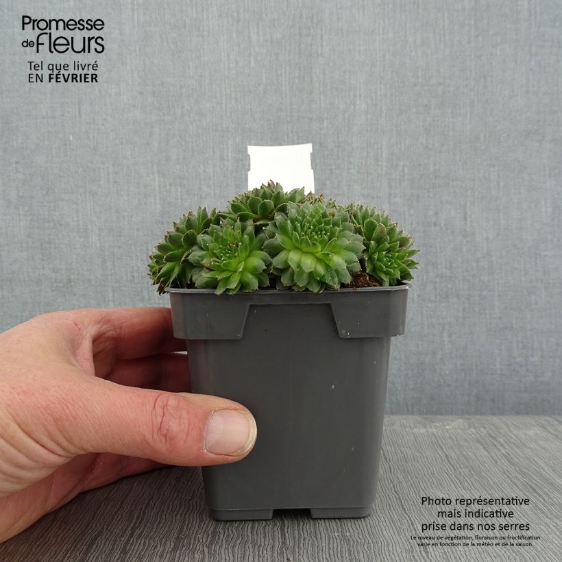 Sempervivum Chick Charms Cinnamon Starbust Maceta de 10 cm/11 cm Ejemplar entregado en invierno