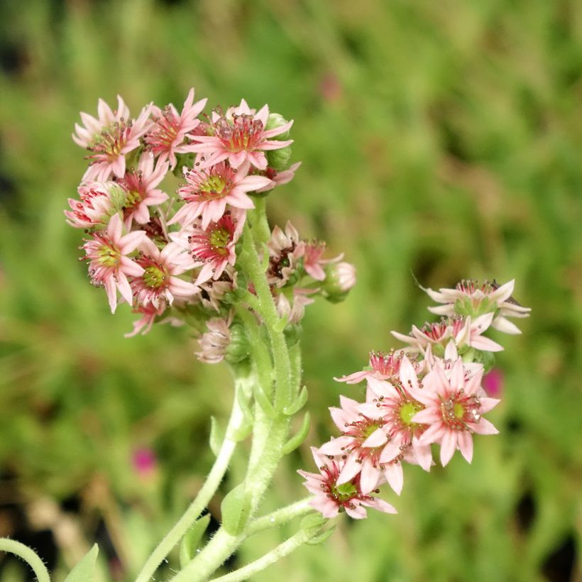 Sempervivum Chick Charms Cinnamon Starbust (Floración)