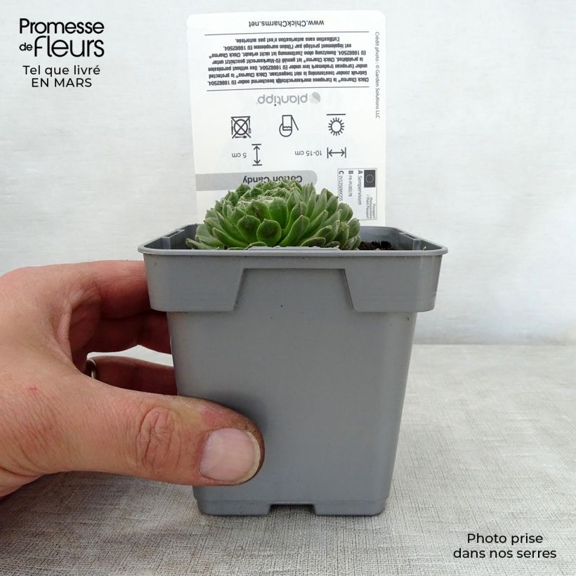 Sempervivum Chick Charms Cotton Candy Maceta de 10 cm/11 cm Ejemplar entregado en la primavera