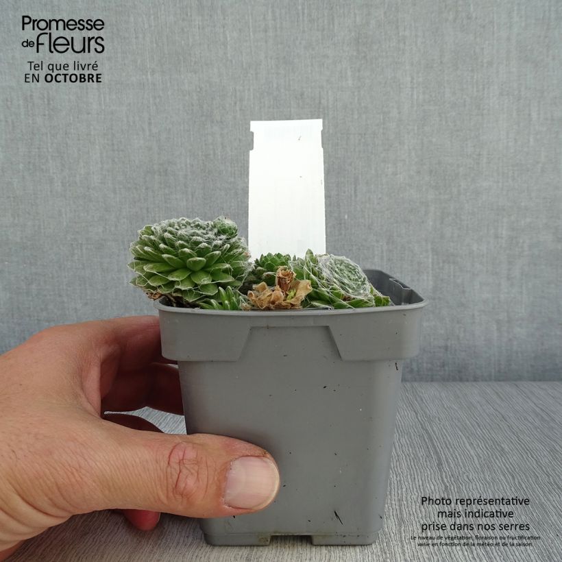 Ejemplar de Sempervivum Chick Charms Cotton Candy Maceta de 10 cm/11 cm entregado en otoño