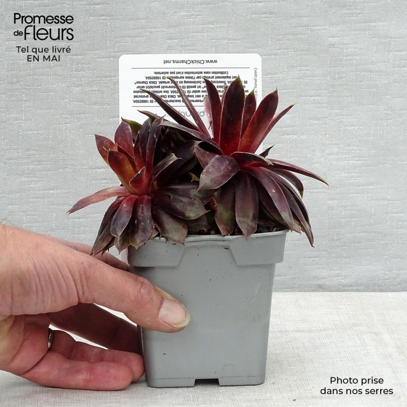 Sempervivum Chick Charms Cranberry Cocktail Maceta de 10 cm/11 cm Ejemplar entregado en la primavera