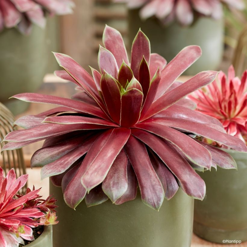 Sempervivum Chick Charms Giant Emerald Explosion - Siempreviva (Follaje)