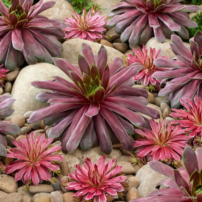 Sempervivum Chick Charms Giant Emerald Explosion - Siempreviva (Porte)
