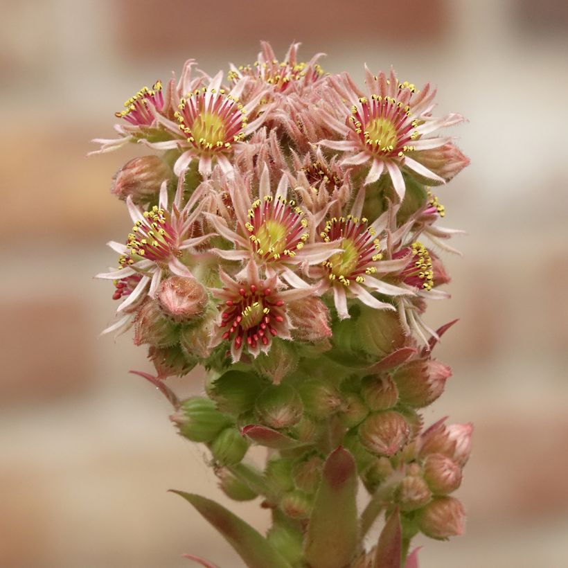 Sempervivum Chick Charms Gold Nugget (Floración)
