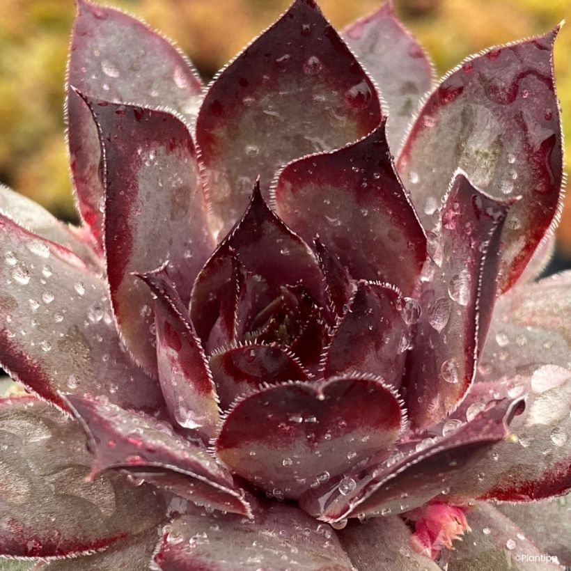 Sempervivum Chick Charms Grape Galaxy - Siempreviva (Follaje)