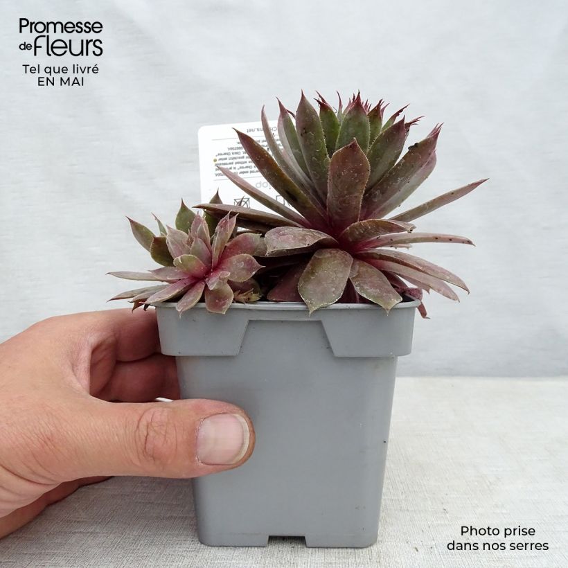 Sempervivum Chick Charms Plum Perfect Maceta de 10 cm/11 cm Ejemplar entregado en la primavera