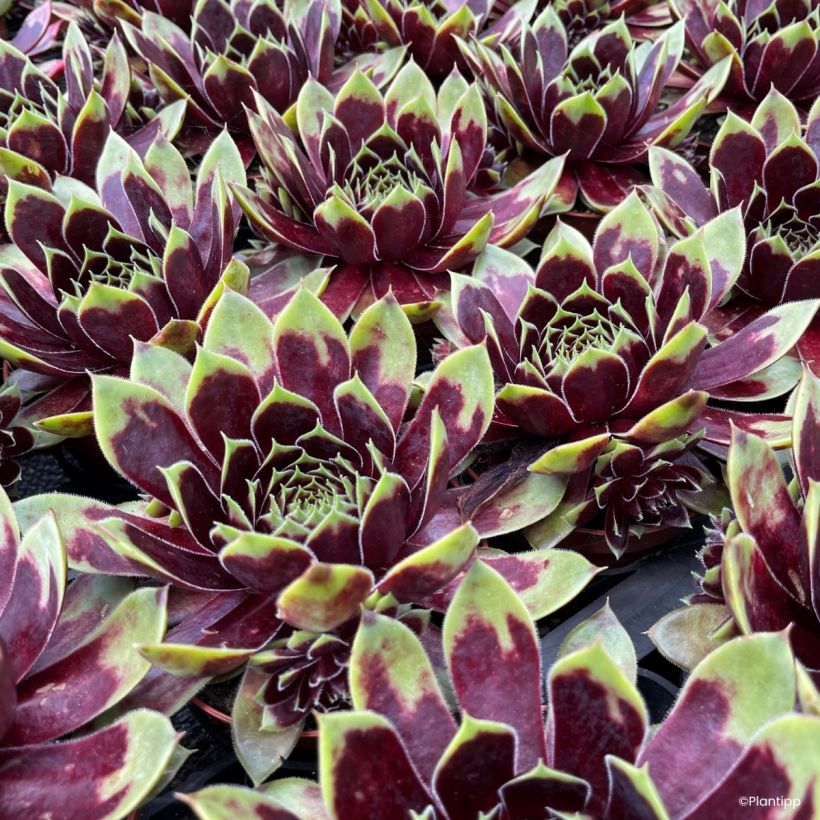 Sempervivum Colorockz Coconut Crystal - Siempreviva (Follaje)