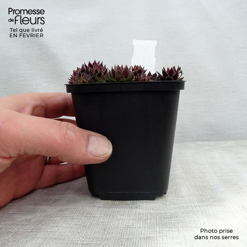 Sempervivum Commander Hay Maceta de 8/9 cm Ejemplar entregado en invierno