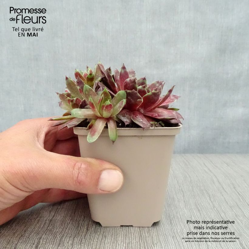 Sempervivum Commander Hay Maceta de 8/9 cm Ejemplar entregado en la primavera