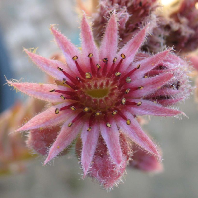 Sempervivum Feldmaier (Floración)