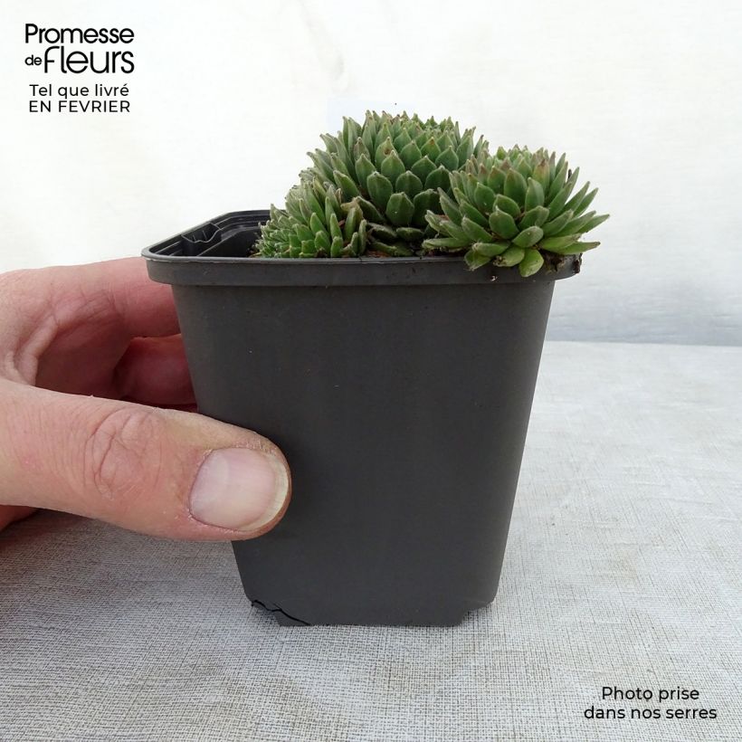 Sempervivum Gemengd Maceta de 8/9 cm Ejemplar entregado en invierno