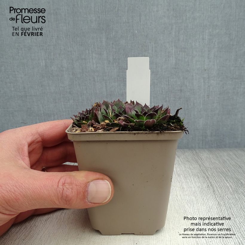 Sempervivum Noir Maceta de 8/9 cm Ejemplar entregado en invierno