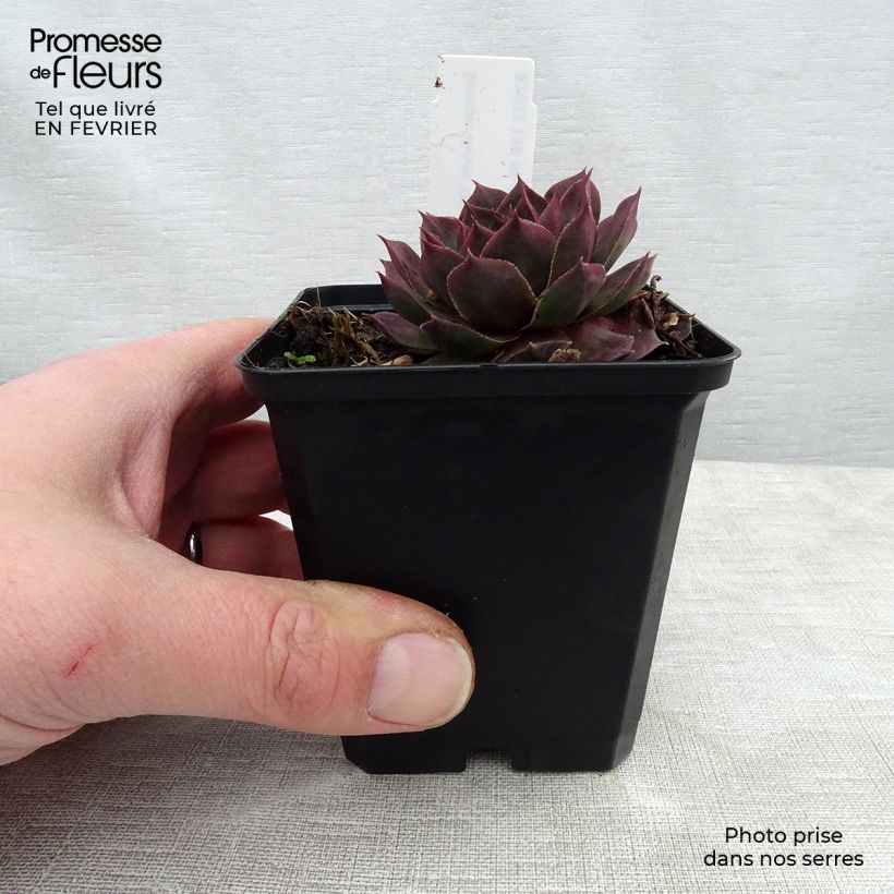Sempervivum Othello Maceta de 8/9 cm Ejemplar entregado en invierno