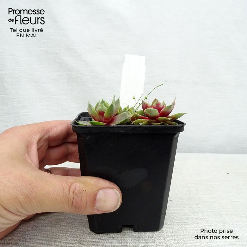Sempervivum Othello Maceta de 8/9 cm Ejemplar entregado en la primavera
