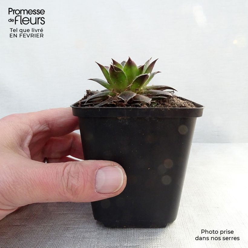 Sempervivum Pilatus Maceta de 8/9 cm Ejemplar entregado en invierno