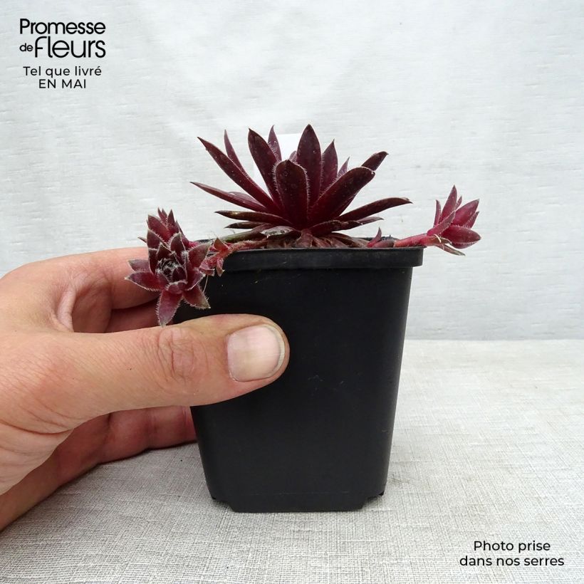 Sempervivum Pilatus Maceta de 8/9 cm Ejemplar entregado en la primavera
