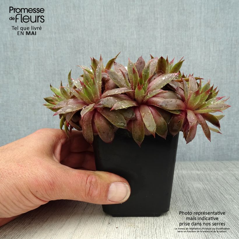 Sempervivum Purple Beauty Maceta de 8/9 cm Ejemplar entregado en la primavera